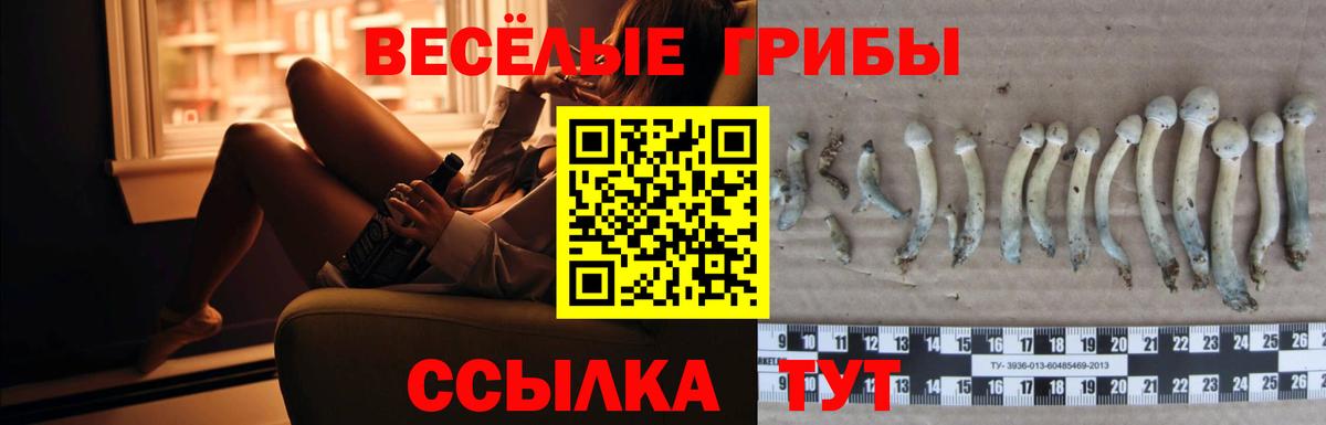 Мирный  Галлюциногенные грибы Psilocybine cubensis  Галлюциногенные грибы GOLDEN TEACHER  Вход с VPN 
